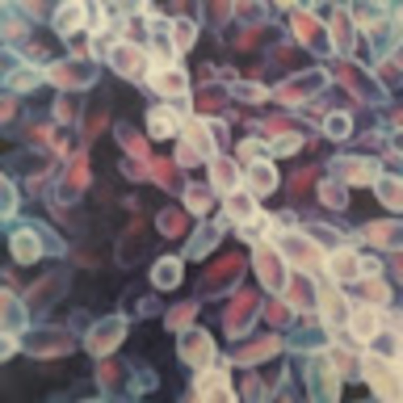 Meet your Posher, Austra - Picture 1 of 1